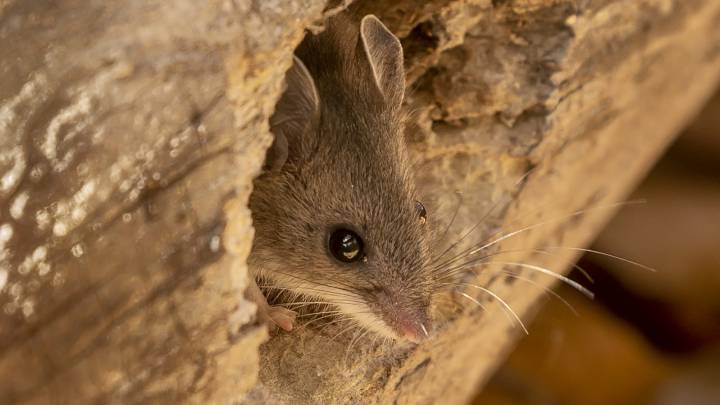 ¿Es el 'Hantavirus' una nueva amenaza para el mundo?