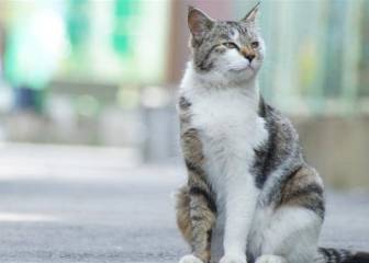 Dos gatos dan positivo por coronavirus en Nueva York