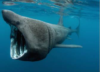 ¡Un tiburón de 8 metros y nadando cerca de la orilla! La policía tuvo que actuar