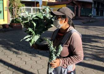 Coronavirus: inhalar eucalipto no lo previene ni lo elimina