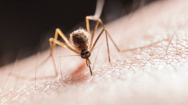 salud, picaduras, mosquito, mosquito común, mosquito tigre, virus del Nilo Occidental