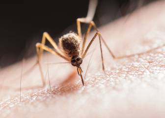 Cómo prevenir y evitar las picaduras del mosquito común y del mosquito tigre