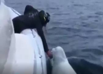 La beluga que juega a traer la pelota en el océano