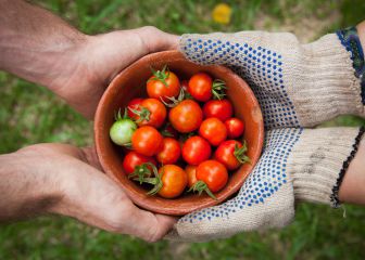 ¿Ha cambiado el tomate o nosotros? Beneficios clave para la salud más allá del sabor