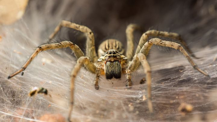 Si encuentras una araña, sé amable con ella. Tus neuronas lo agradecerán. ¿Qué secreto esconden sus telas?