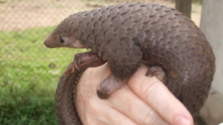 Coronavirus: new study places pangolin at centre of Covid-19 pandemic