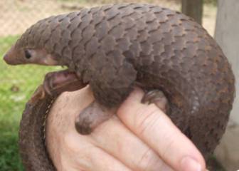 New study places pangolin at centre of Covid-19 pandemic