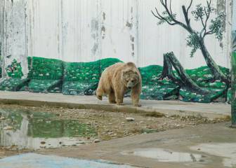 El COVID-19 afecta a los animales del zoológico de Nicaragua por falta de público