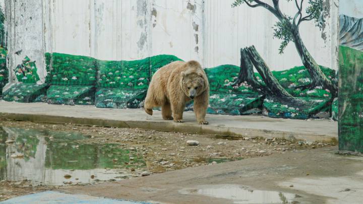 El COVID-19 afecta a los animales del zoológico de Nicaragua por falta de público