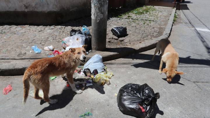 Los perros callejeros podrían ser origen del coronavirus