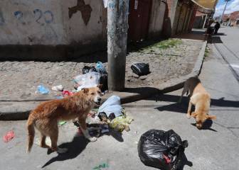 Could stray dogs have caused the spread of coronavirus?
