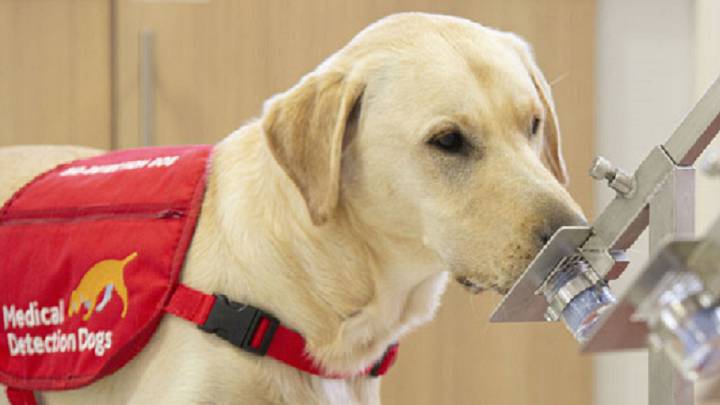 Los Supersix: seis perros entrenados para detectar el coronavirus a través del olor