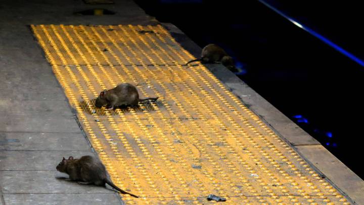La crisis por el coronavirus hace a las ratas de Nueva York más agresivas y hambrientas