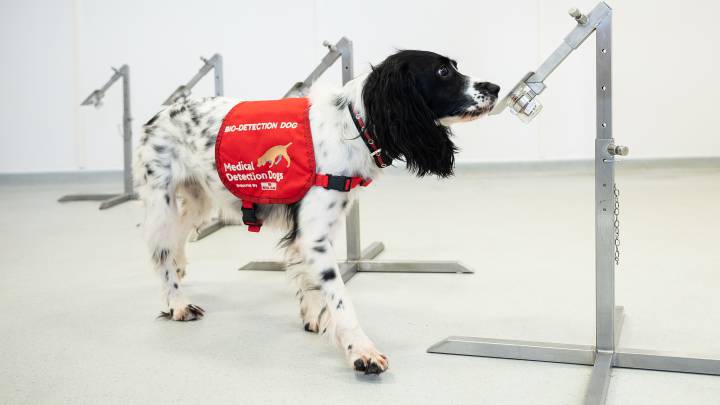 La perra Freya detecta una muestra de malaria en un experimento en las oficinas de Medical Detection Dogs, en Milton Keynes (Reino Unido), entidad que busca donaciones para un proyecto de detección del SARS-CoV2, el virus que causa la COVID-19.