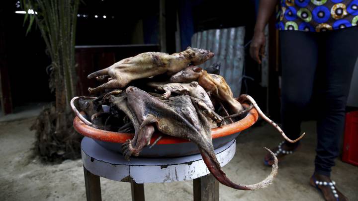 Detectan ratas infectadas de coronavirus en restaurantes de Vietnam listas para comer