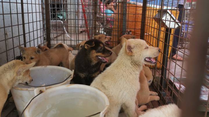 El festival de la carne de perro en China arranca, pese a la alerta sanitaria