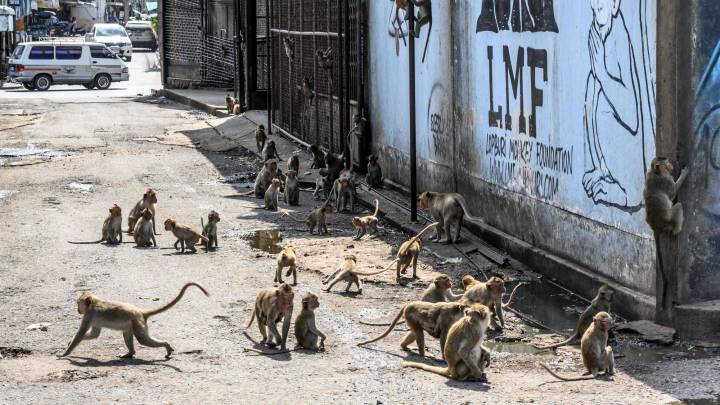 Una invasión de monos causa el caos en una ciudad de Tailandia