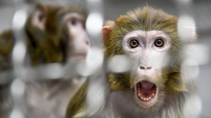 Revelan que monos infectados con coronavirus desarrollaron inmunidad a corto plazo