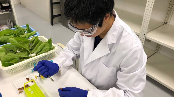 China almacenó en el laboratorio de Wuhan una cepa hermana a la COVID-19 desde 2012