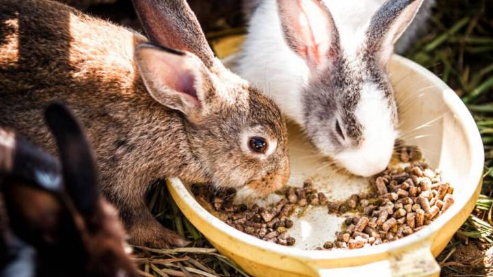 EEUU de nuevo en alerta: la enfermedad hemorrágica del conejo