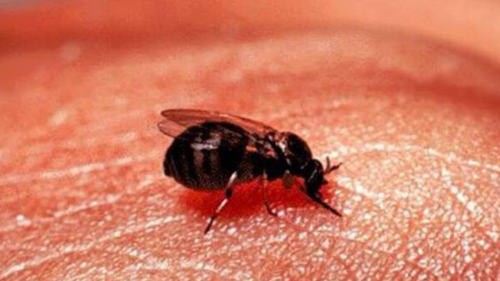 El confinamiento provoca una plaga de mosca negra en Madrid