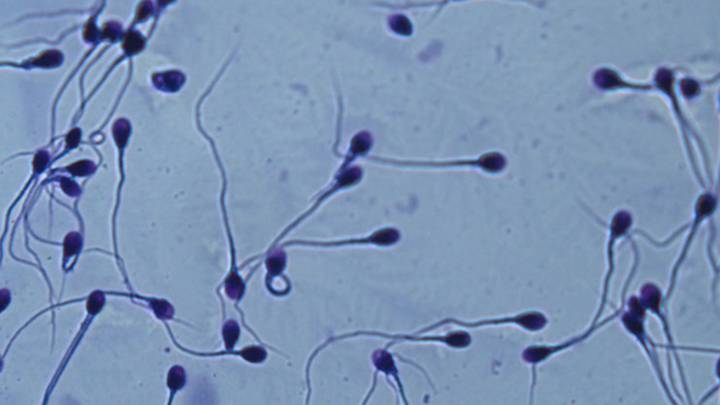 Sorprendente revelación: Los espermatozoides no nadan de la forma que se creía hasta ahora