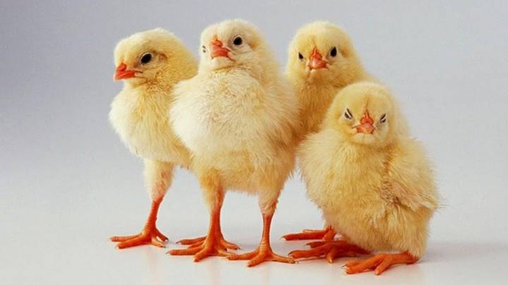 La gripe aviar azota a Australia durante la segunda ola de coronavirus