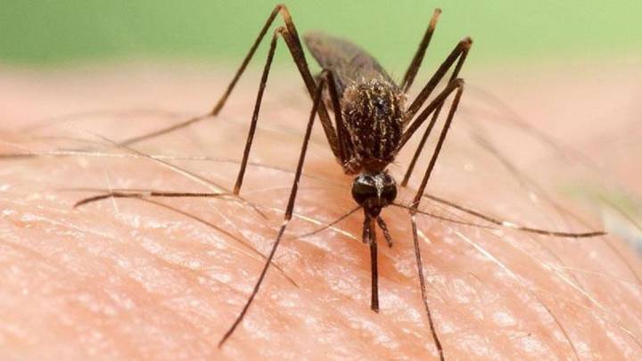 Un peligroso mosquito amenaza a España: ya ha sido visto en el norte del país