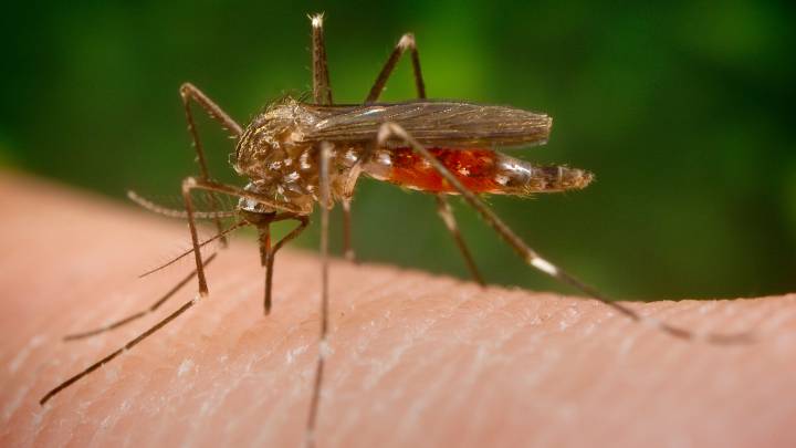 Imagen del mosquito Aedes japonicus, causante de los casos del Virus del Nilo en España.