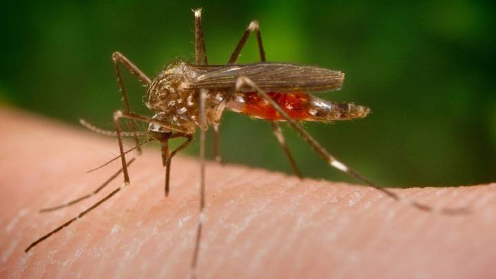 Cuáles son los síntomas del mosquito presente en Sevilla que transmite el virus del Nilo