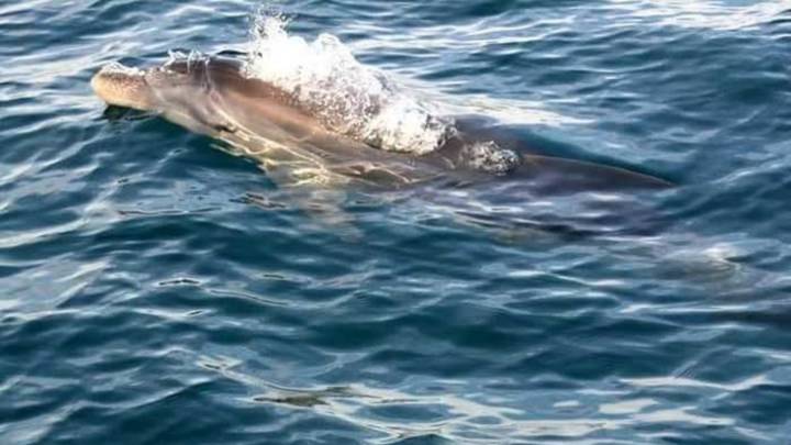 Denunciado un piloto de una moto acuática por atropellar delfines