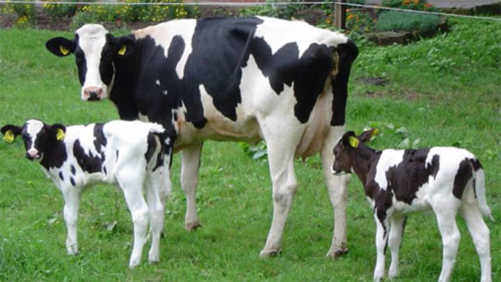 Se investiga si la leche de vaca inmune es eficaz contra la COVID-19