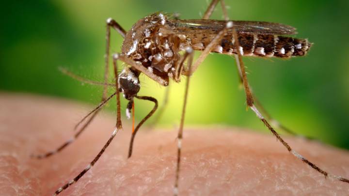 Fotografía cedida hoy por los Centros para el Control y Prevención de Enfermedades (CDC) de Estados Unidos, donde aparece una hembra del mosquito Aedes aegypti mientras obtiene sangre de un ser humano a través de su estilete puntiagudo. 