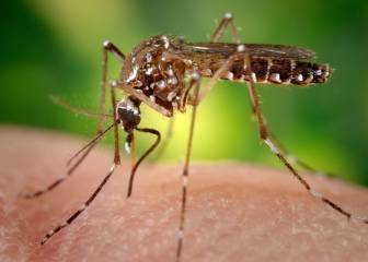 750 millones de mosquitos modificados genéticamente serán liberados en 2021
