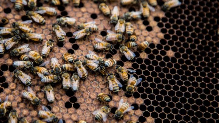 Un componente del veneno de las abejas se muestra eficaz contra el cáncer de mama