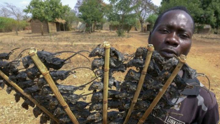 Ratón en brochetas contra el hambre en medio de la pandemia en Malaui