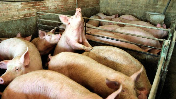 Detectado el primer caso de peste porcina africana en Alemania