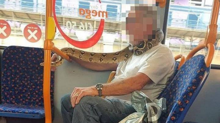 Incredulidad en Inglaterra por el hombre que viaja en bus con una serpiente en lugar de mascarilla