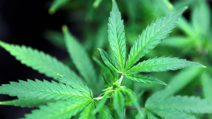 Un detector de marihuana localiza a los supercontagiadores