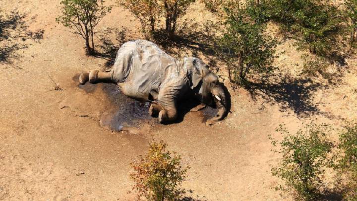 Una cianobacteria fue la causante de la muerte de cientos de elefantes en Botsuana
