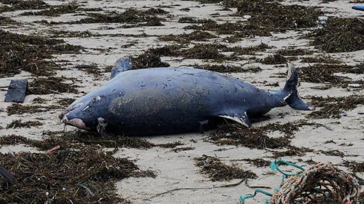 Aparece un delfín muerto en la playa de Matadero de A Coruña