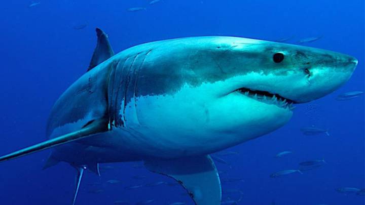 La vacuna contra la COVID-19 pone en peligro a medio millón de tiburones
