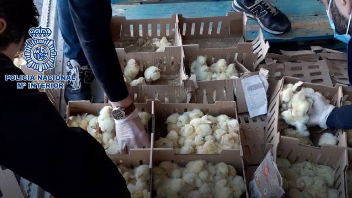Mueren más de 23.000 pollitos abandonados sin alimento ni agua en el aeropuerto de Barajas