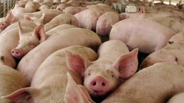 La nueva cepa de coronavirus en cerdos que puede contagiar a humanos