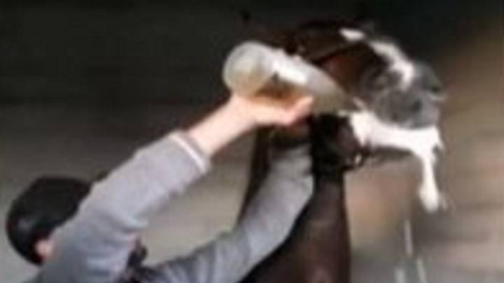 Un jinete obliga a su caballo a beber una botella de champán tras ganar en Manacor