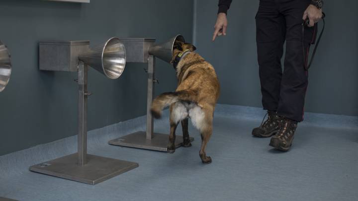 El mecanismo por el que los perros detectan la COVID cinco días antes de empezar los síntomas