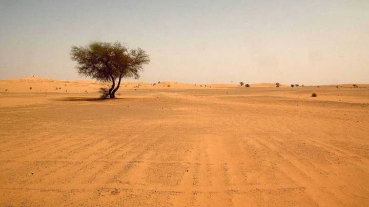 árboles Sahara desierto descubrimiento