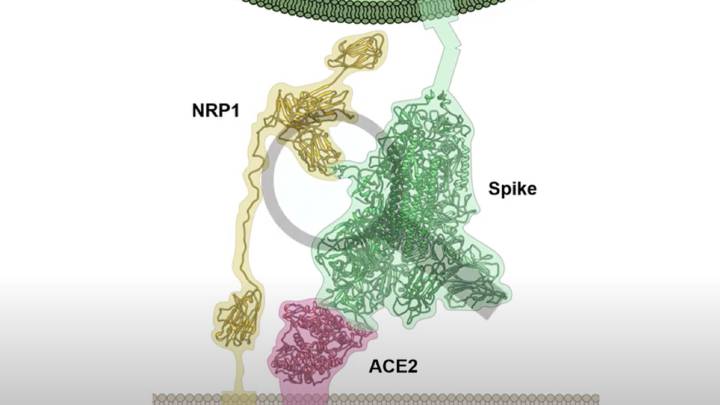 Neuripilin-1: la nueva vía de entrada de la COVID al organismo