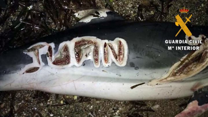 Hallan delfines mutilados y marcados a cuchillo en Almería