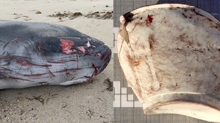 Un vaso de plástico provoca la muerte de un cachalote en Galicia